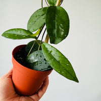 hoya ホヤ フィルラ ロング 4号 Amazon｜ホヤ(桜ラン)・ロンギフォリア 吊鉢5号鉢【品種で選べる