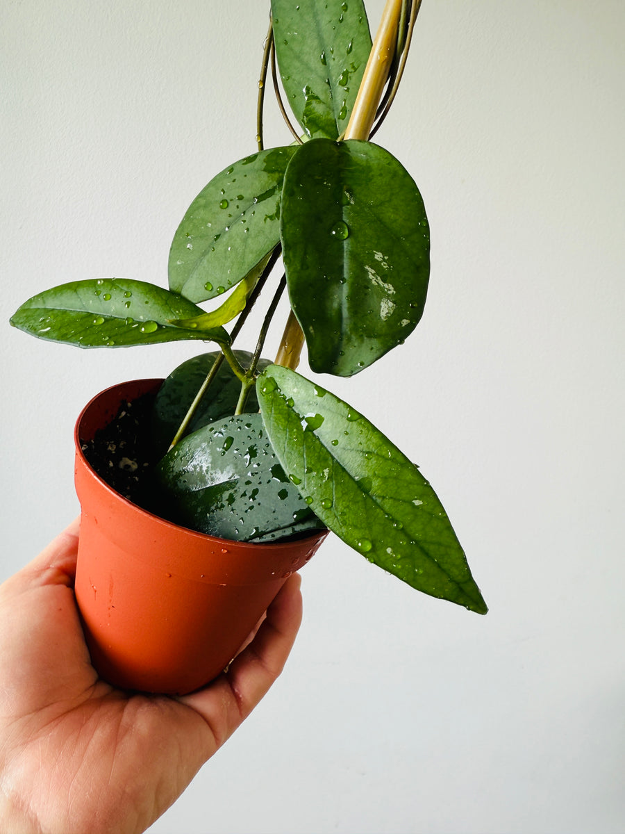 Hoya sp. Lai Chau - 4