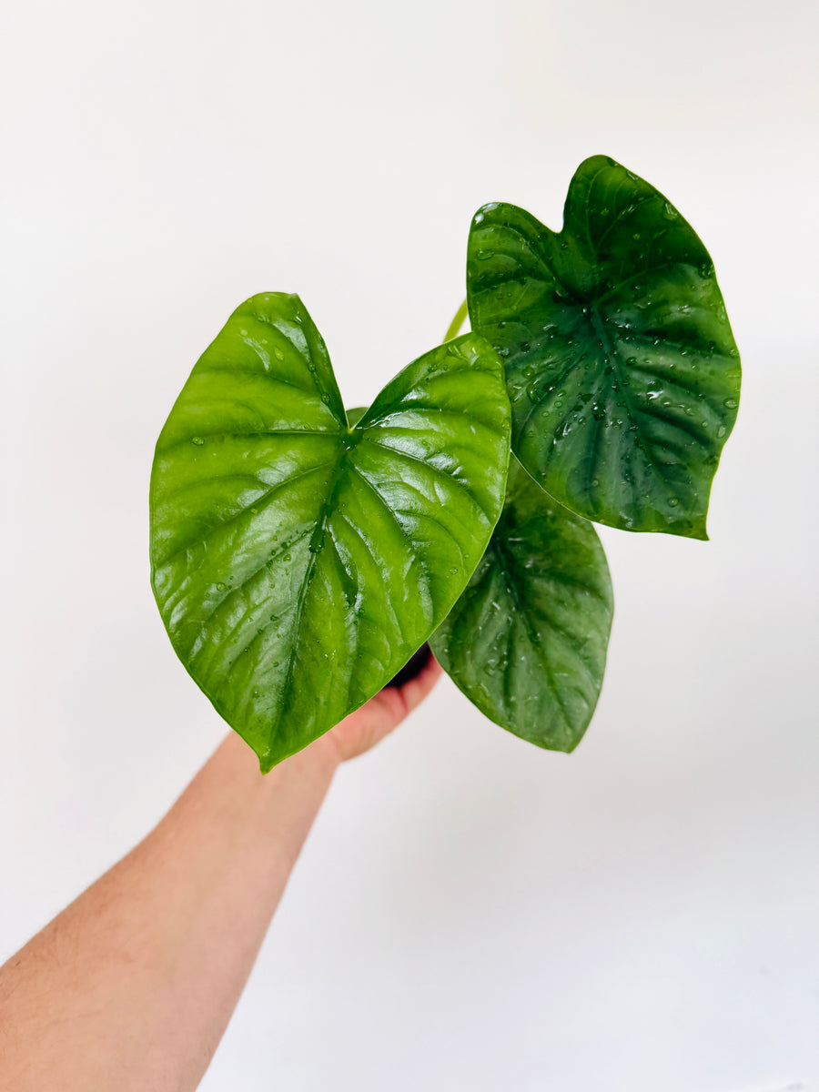 Alocasia Lukiwan - 4