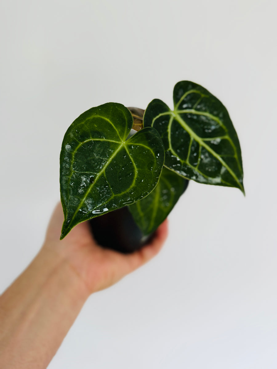 Anthurium Clarinervium x Magnificum - 4” Pot