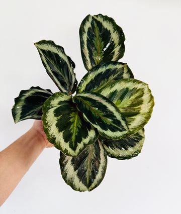 Calathea Shinestar - 4