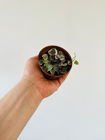 Variegated String of Hearts - Ceropegia Woodii 'Variegated' - 3