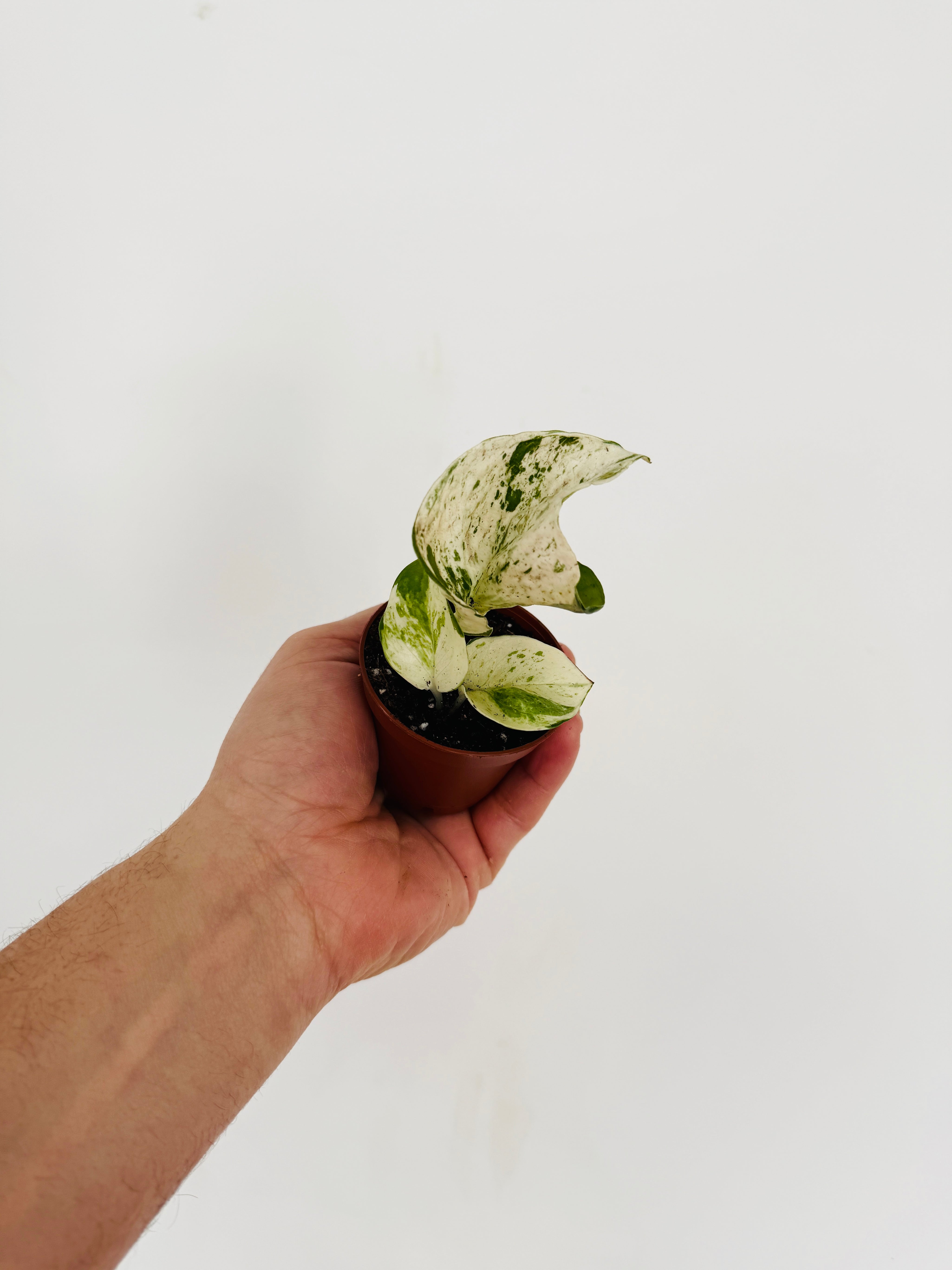 Pothos Harlequin