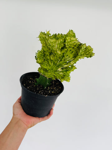 Euphorbia Cristata 'Mint' - Mint Coral Cactus - 6