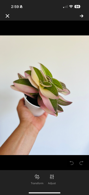 Variegated White Velvet Wandering Dude - Rare Tradescantia - 4