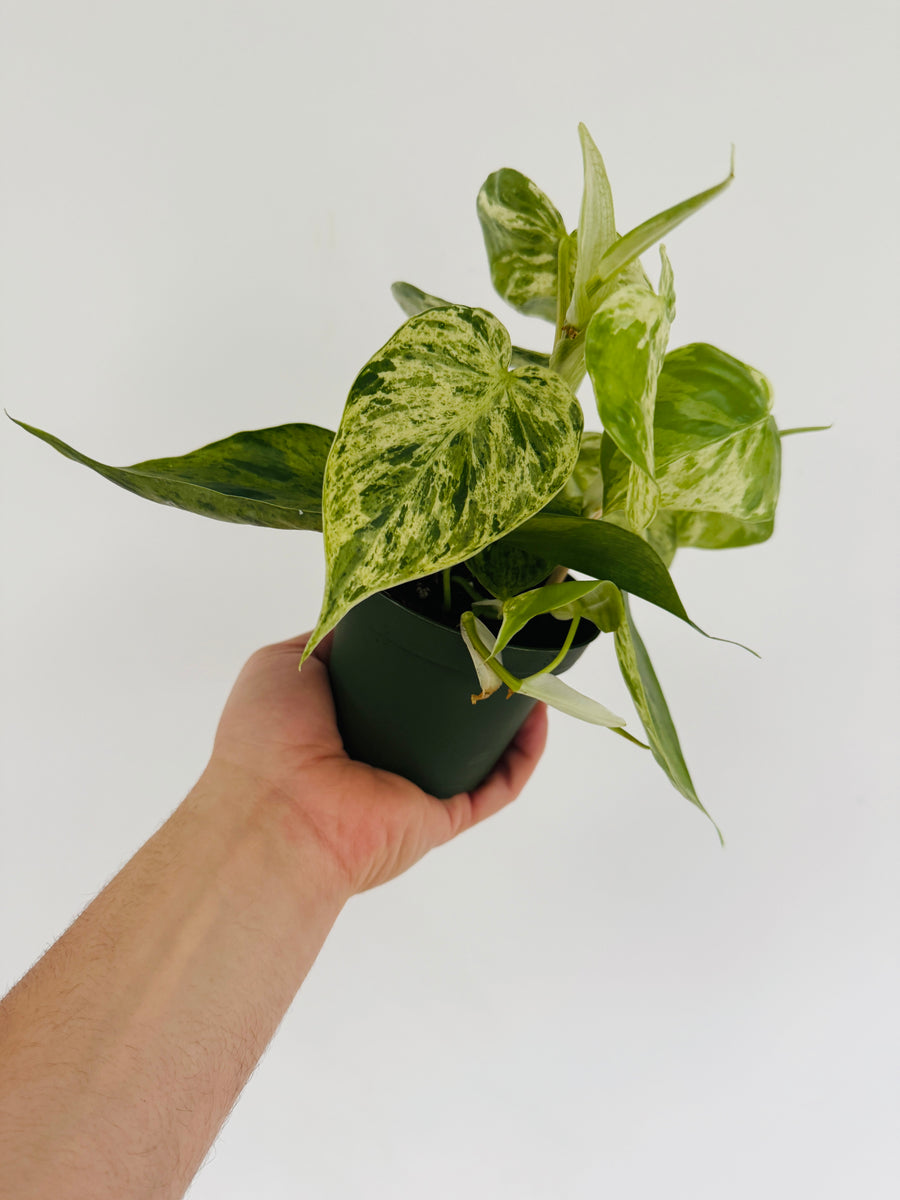 Philodendron Hederaceum ‘Variegated’ - 4” Pot