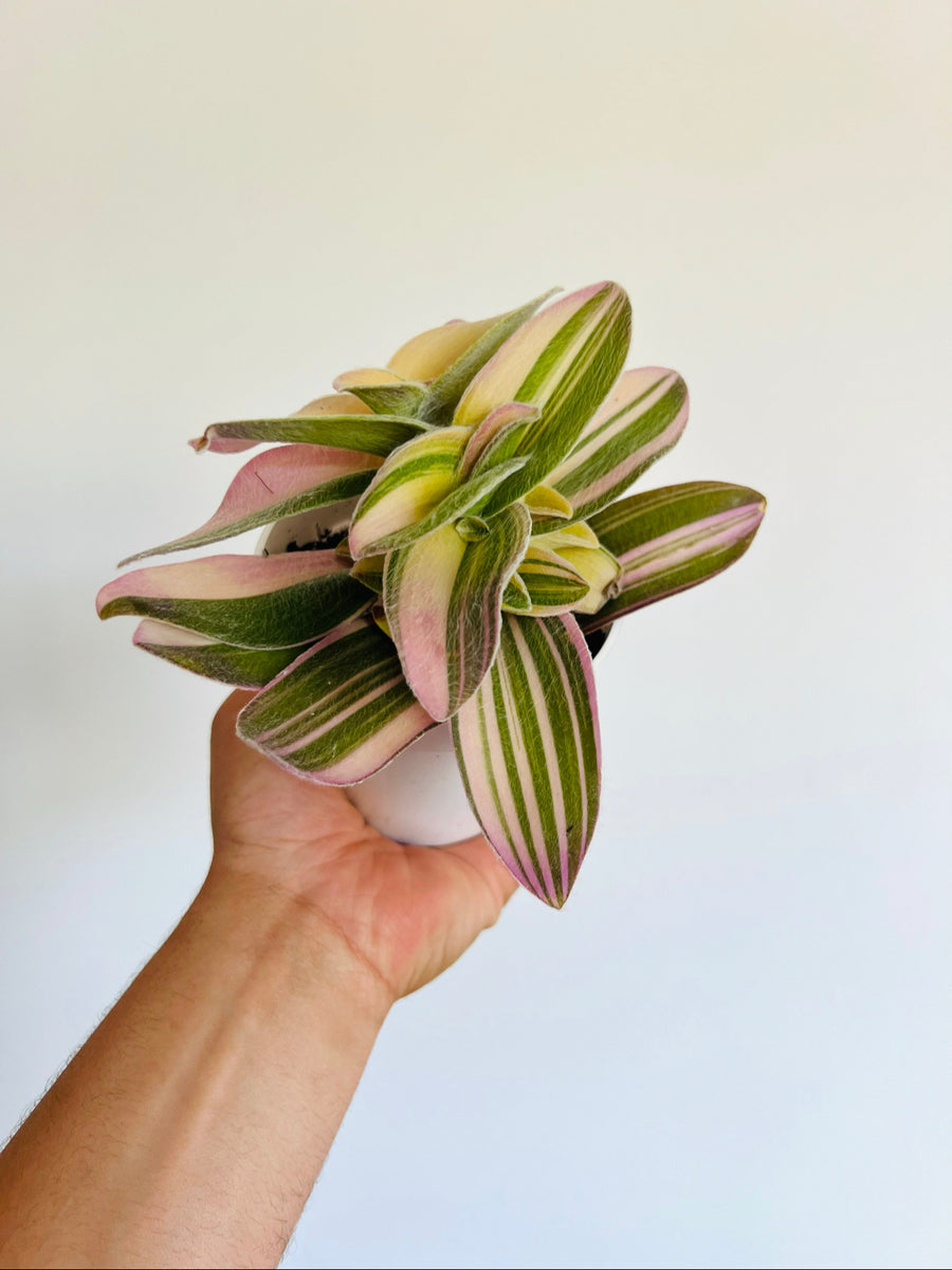 Variegated White Velvet Wandering Dude - Rare Tradescantia - 4