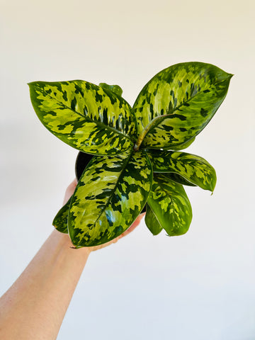 Homalomena Camoflauge - Rare Aroid - 5