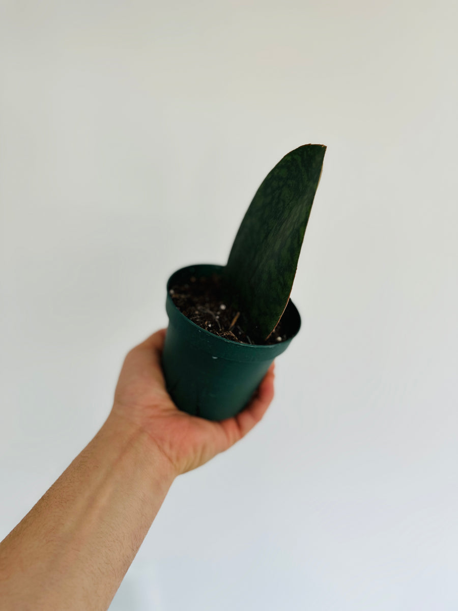 Sansevieria Whale Fin - 4