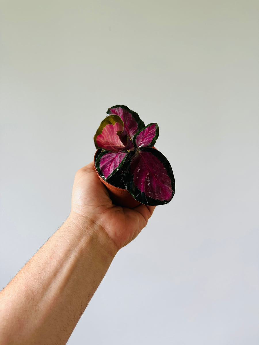 Calathea Black Heart - Starter Plant Collection - 3