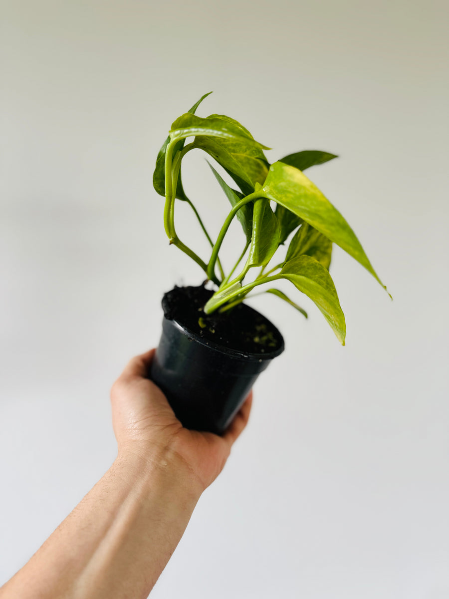 Pothos Robin - Terunoworld Pothos - Japanese Pothos - 4” Pot - LIMIT: One Per Customer