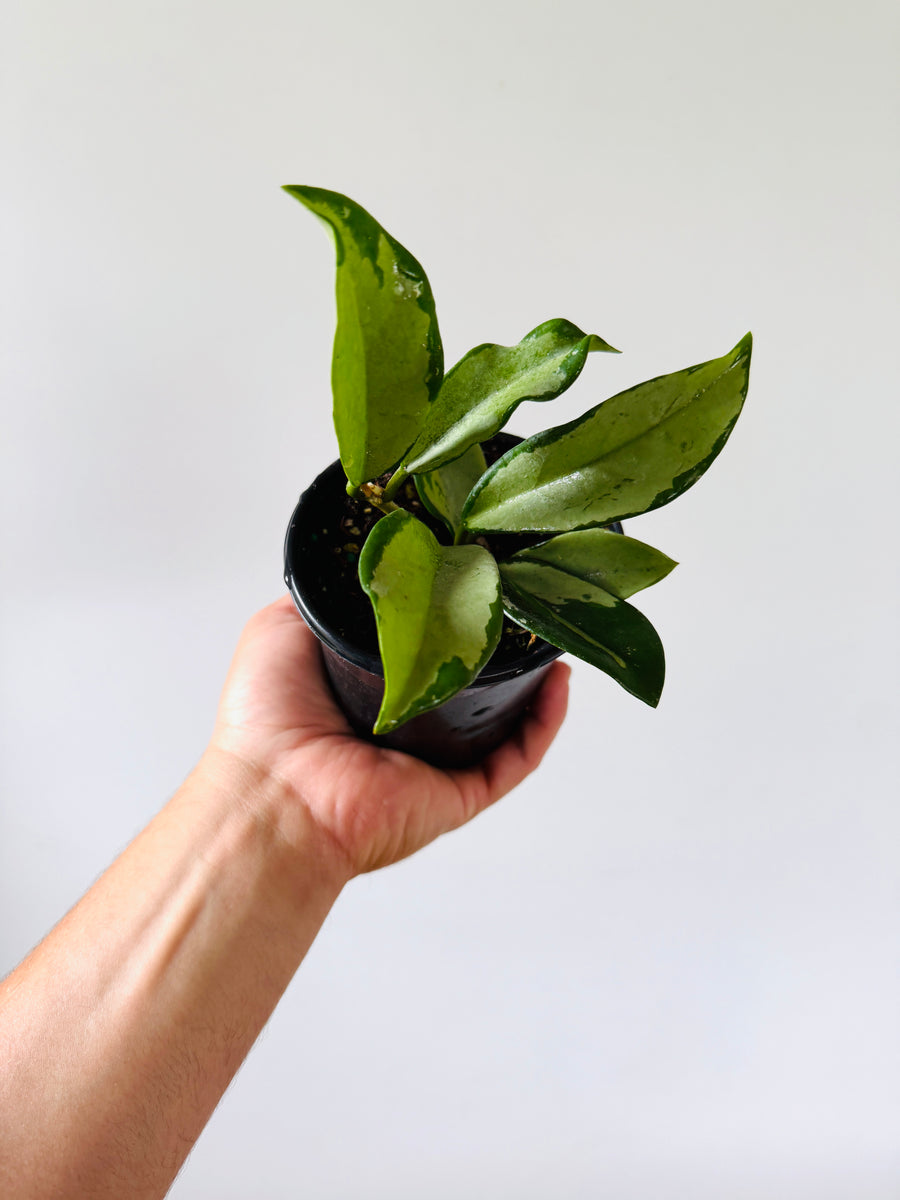 Hoya AH-074 ‘Silver’ - Rare Hoya - 4” Pot