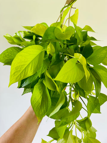 Neon Pothos - Epipremnum Aureum 'Neon' - 8