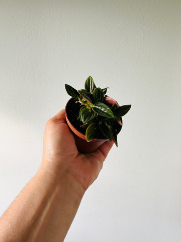 Peperomia Brasilia - 3