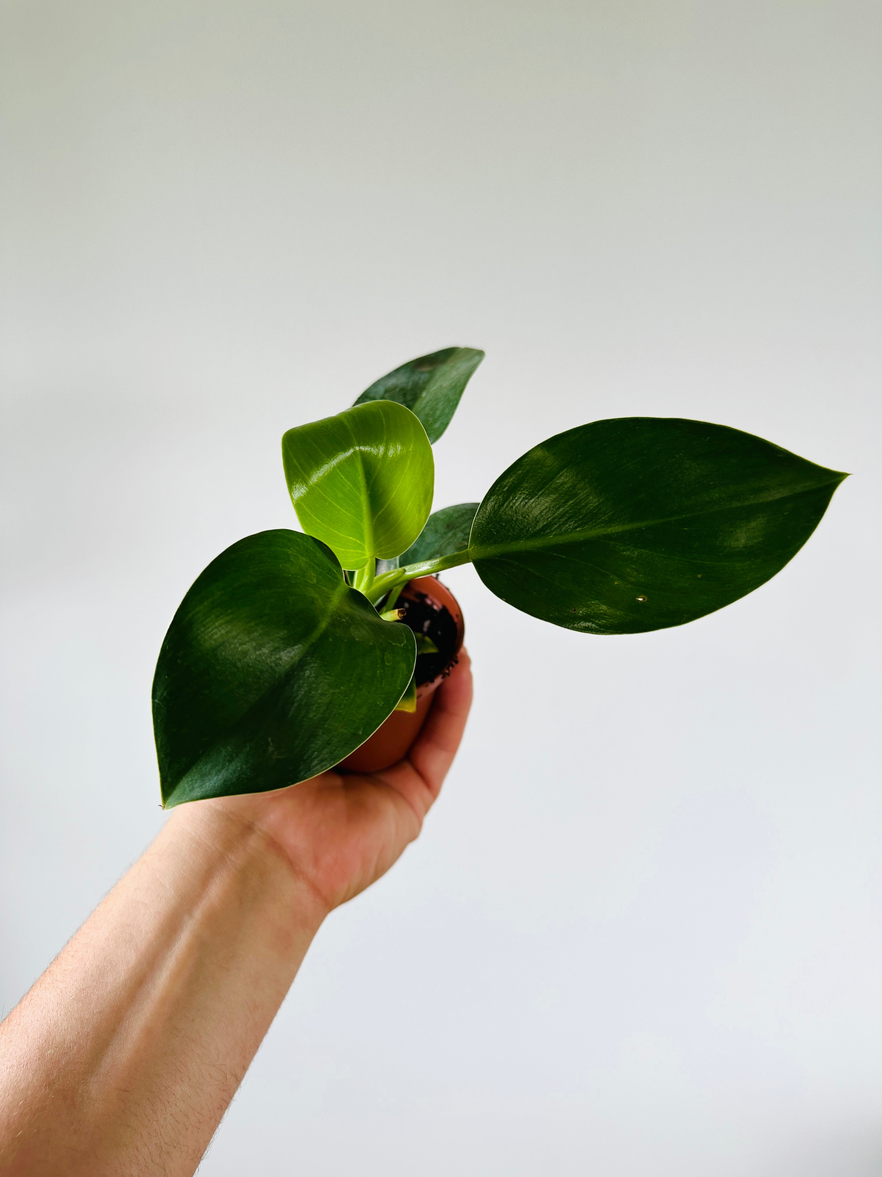 Philodendron Congo Apple 3" Pot Brumley & Bloom