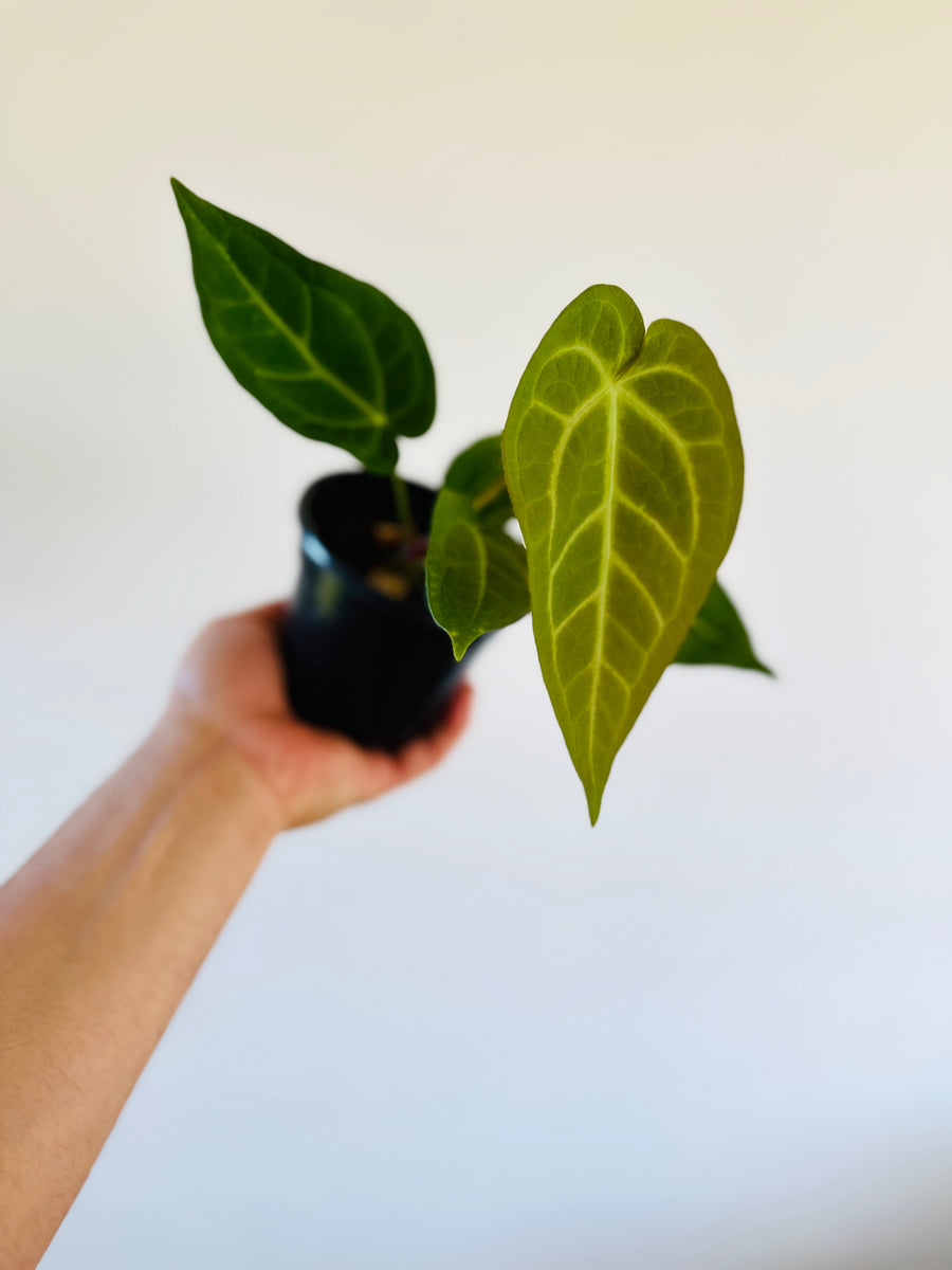 Anthurium Magnifucm x Ace of Spades - 4