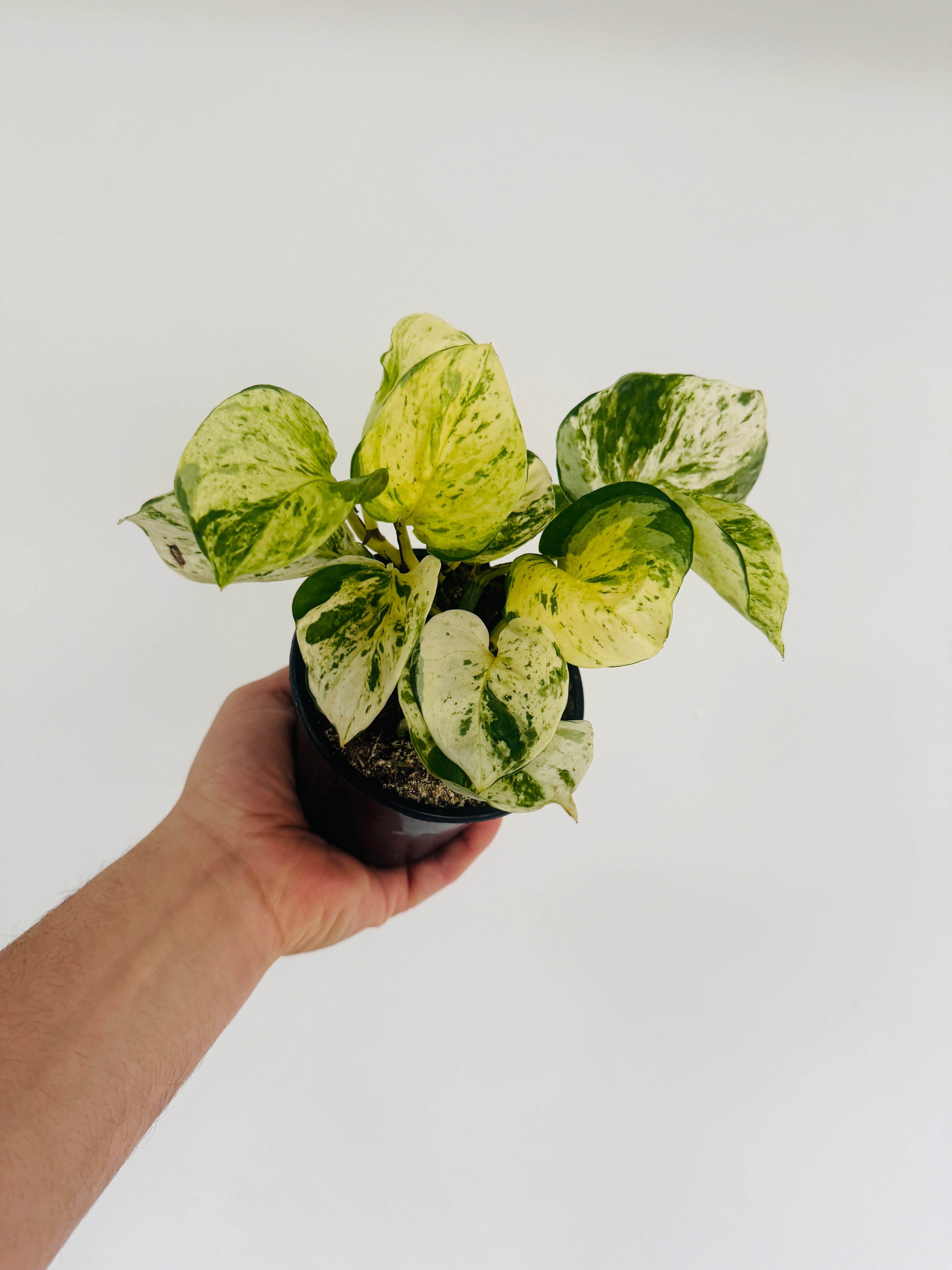 pothos piercings Pothos Harlequin
