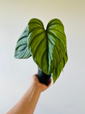 Philodendron sp. Columbia - Rare Aroid - 4