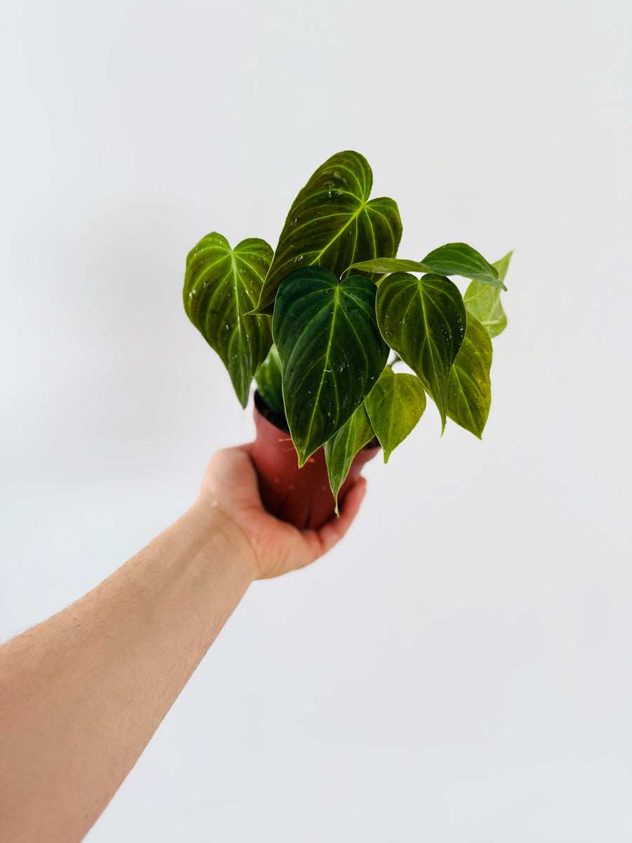 Philodendron Glorious - Melanochrysum x Gloriosum - Rare Aroid - 4