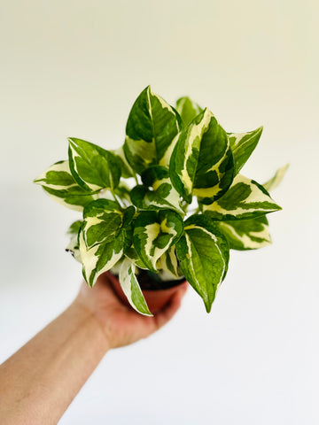 Pothos Glacier - Epipremnum Aureum 'Glacier' - 4