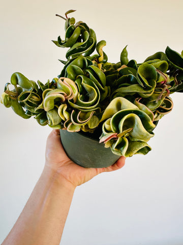 Hoya Compacta ‘Outer Variegated’ - Full Head - 6