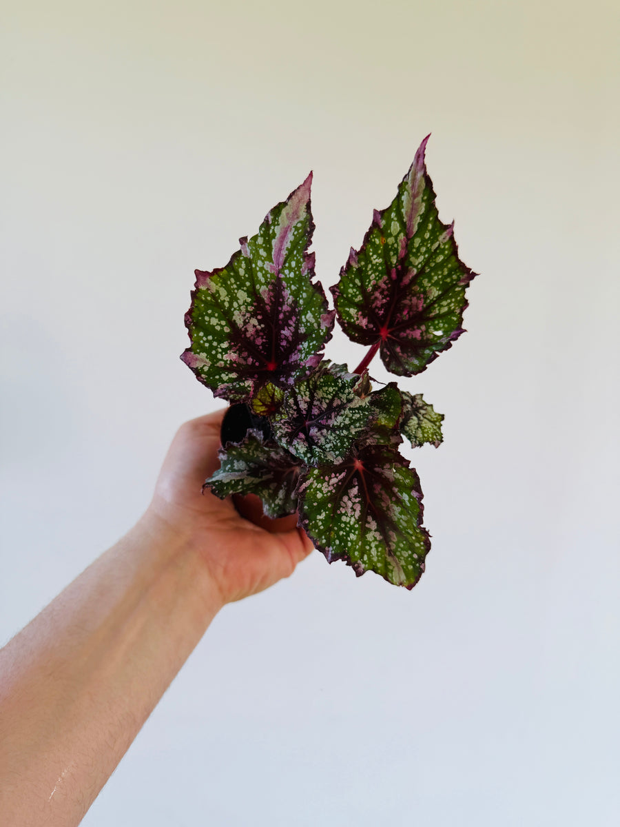 Begonia Jurassic Watermelon - 3” Pot