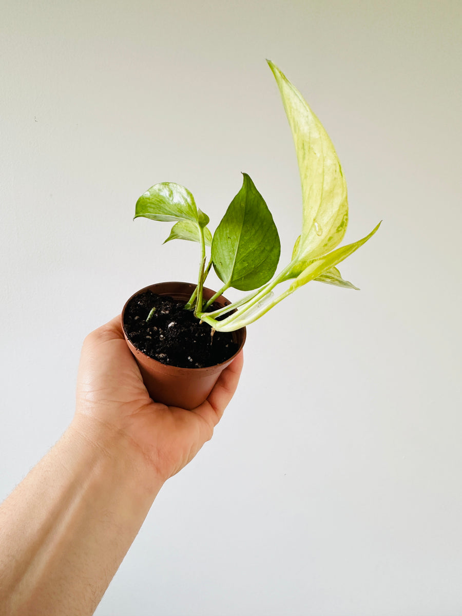 Pothos Himiko - Terunoworld Pothos - Japanese Pothos - High Variegation - 3” Pot - LIMIT: One Per Customer