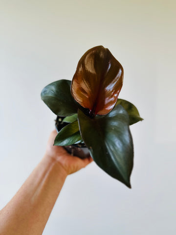 Philodendron Red Heart - Philodendron Hybrid - 4