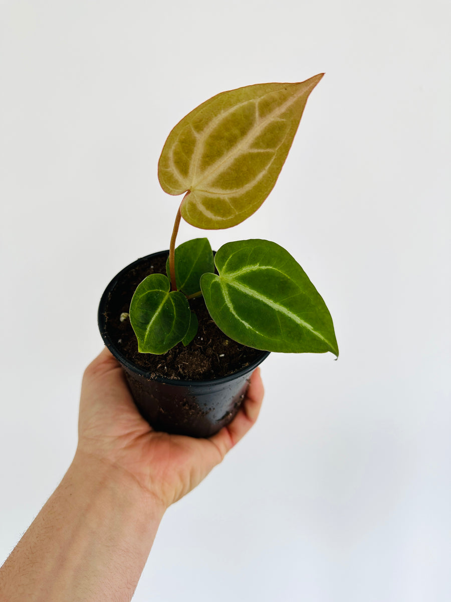 Anthurium Magnificum - 4