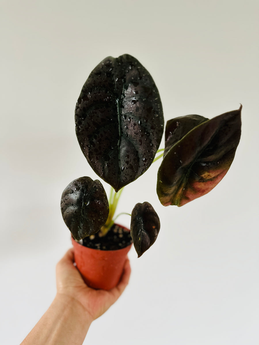 Alocasia Cuprea 'Red Secret’ - Large Growth - 4
