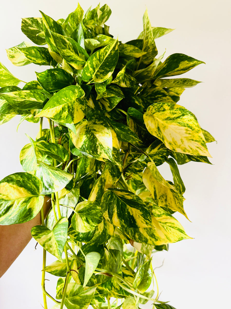 Pothos Churchill's Gold - Cascading with 4+ Feet Vines - 8