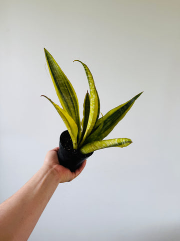 Sansevieria Komodo Claw - 4” Pot