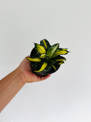 Sansevieria Curly Galaxy - 4