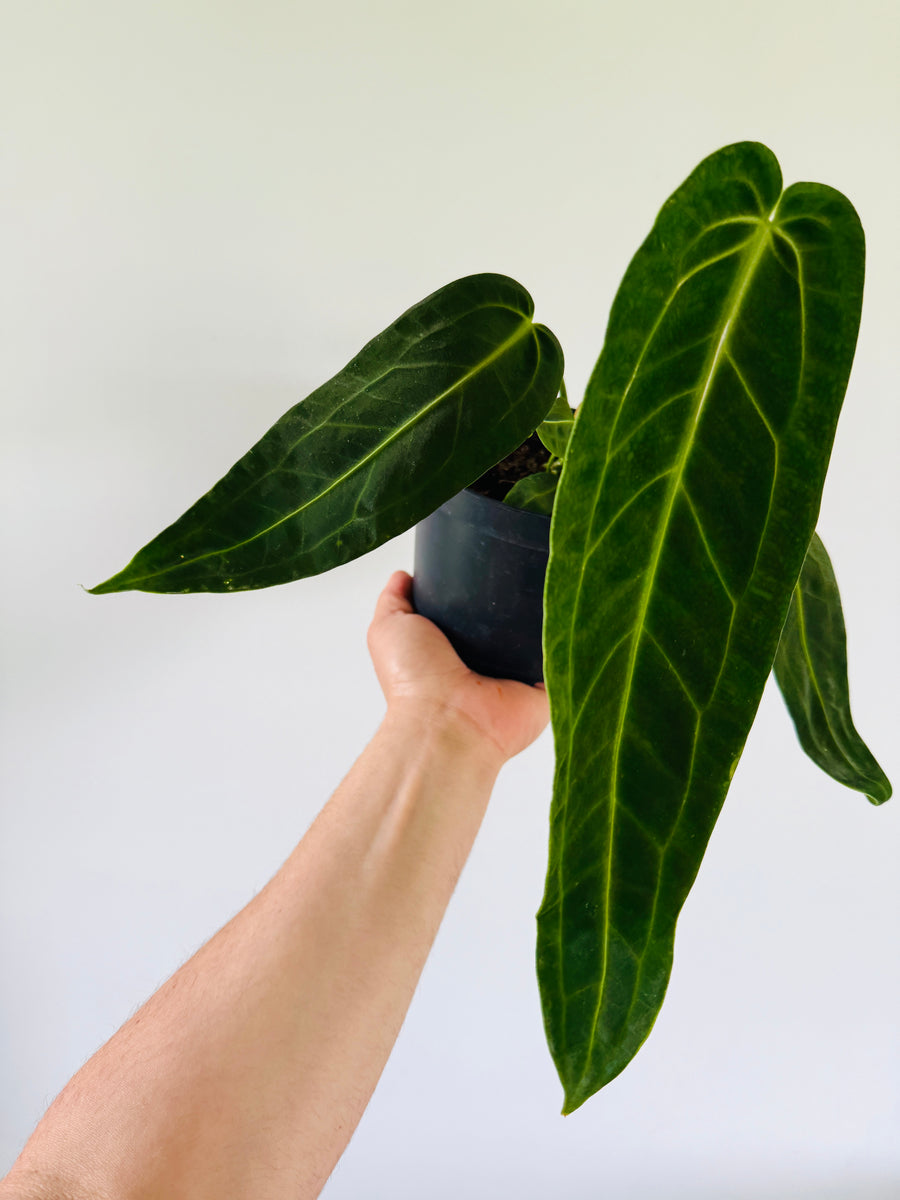 Anthurium Warocqueanum - Narrow Leaf Anthurium - 6” Pot