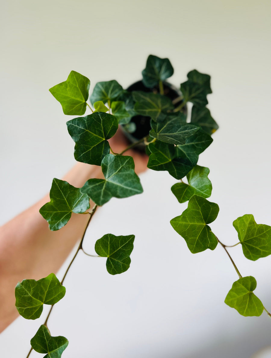 English Ivy - Hedera Helix - 4