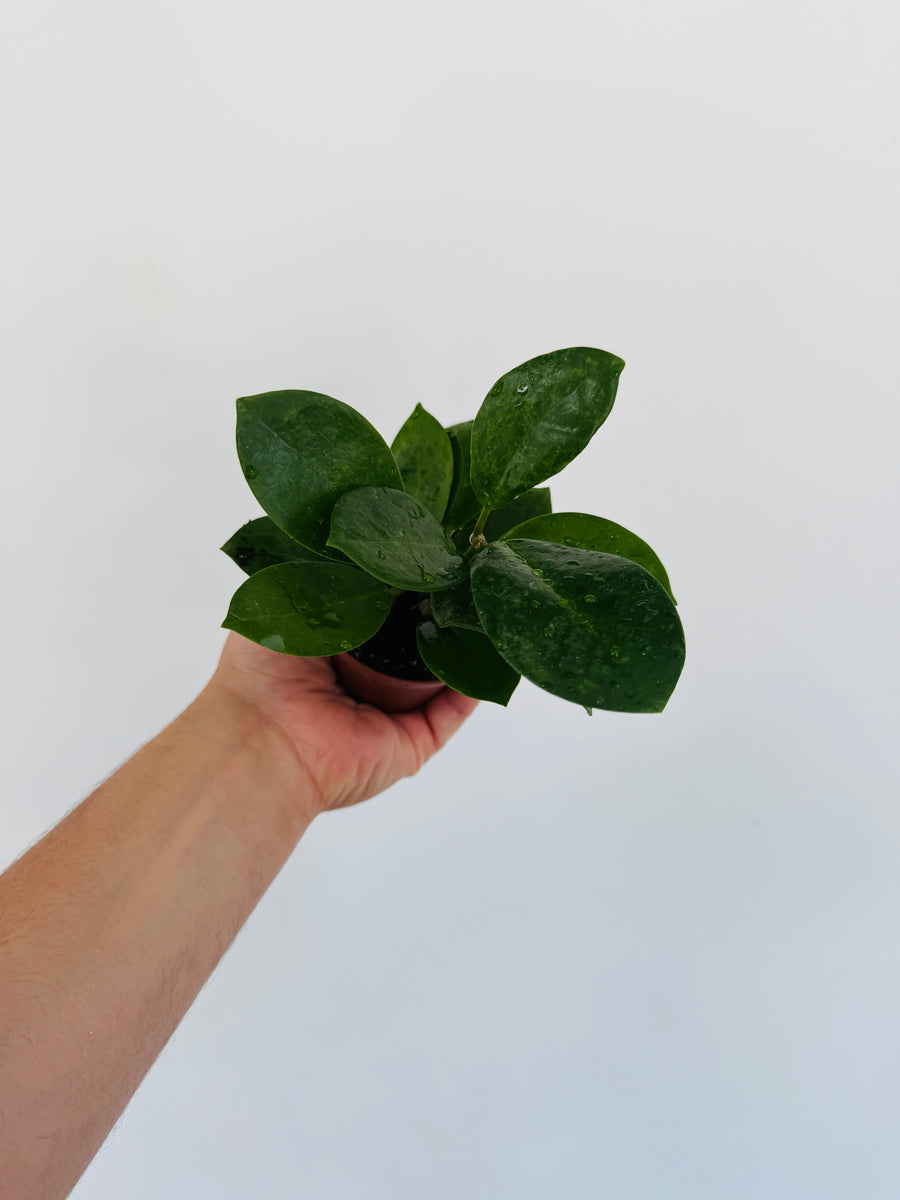 Hoya Australis ‘Verde’ - 3