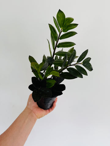 ZZ Black Dwarf - New Variety - 4
