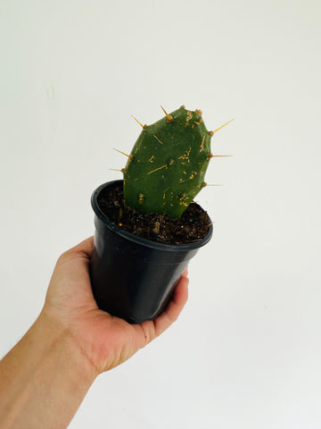 Pear Cactus - 4” Pot