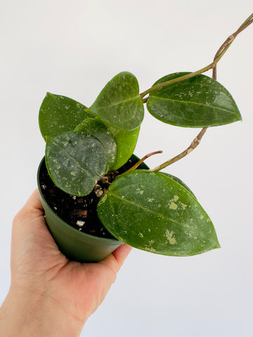 Hoya Verticillata - 4