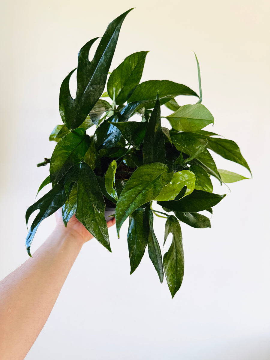 Epipremnum Pinnatum 'Baltic Blue' - 6” Pot
