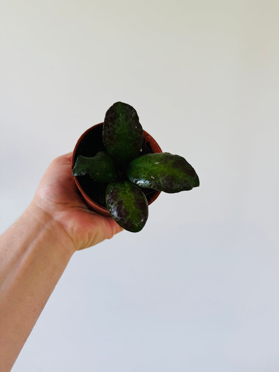 Hoya Waymaniae ‘Malaysia’ - 4