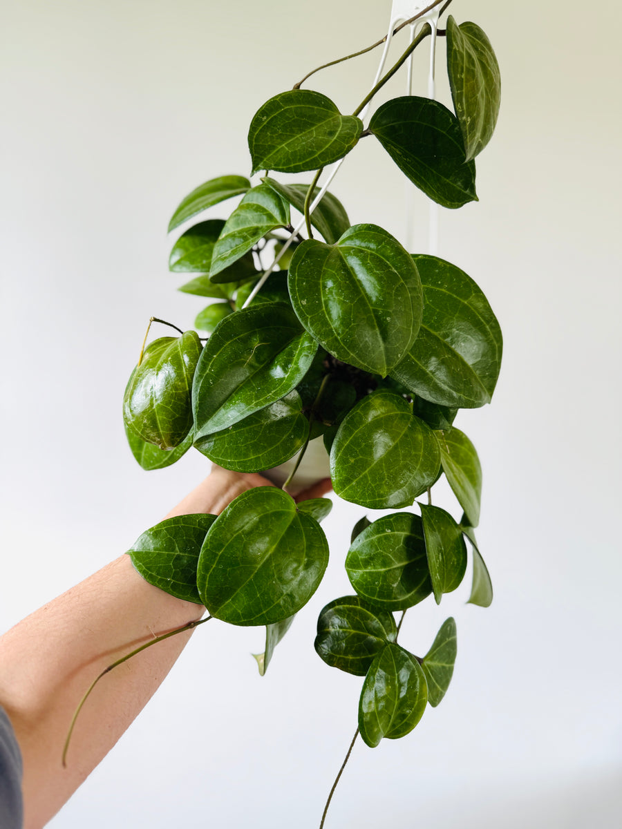 Hoya Sulawesi GPS 8867 (Exact Plant) - Mother Plant - 4
