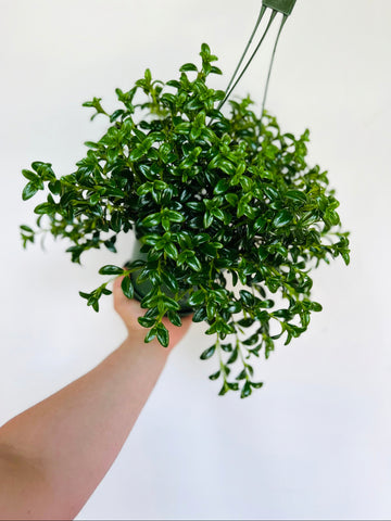 Goldfish Plant - Nemanthus 'Gregarious' - 6