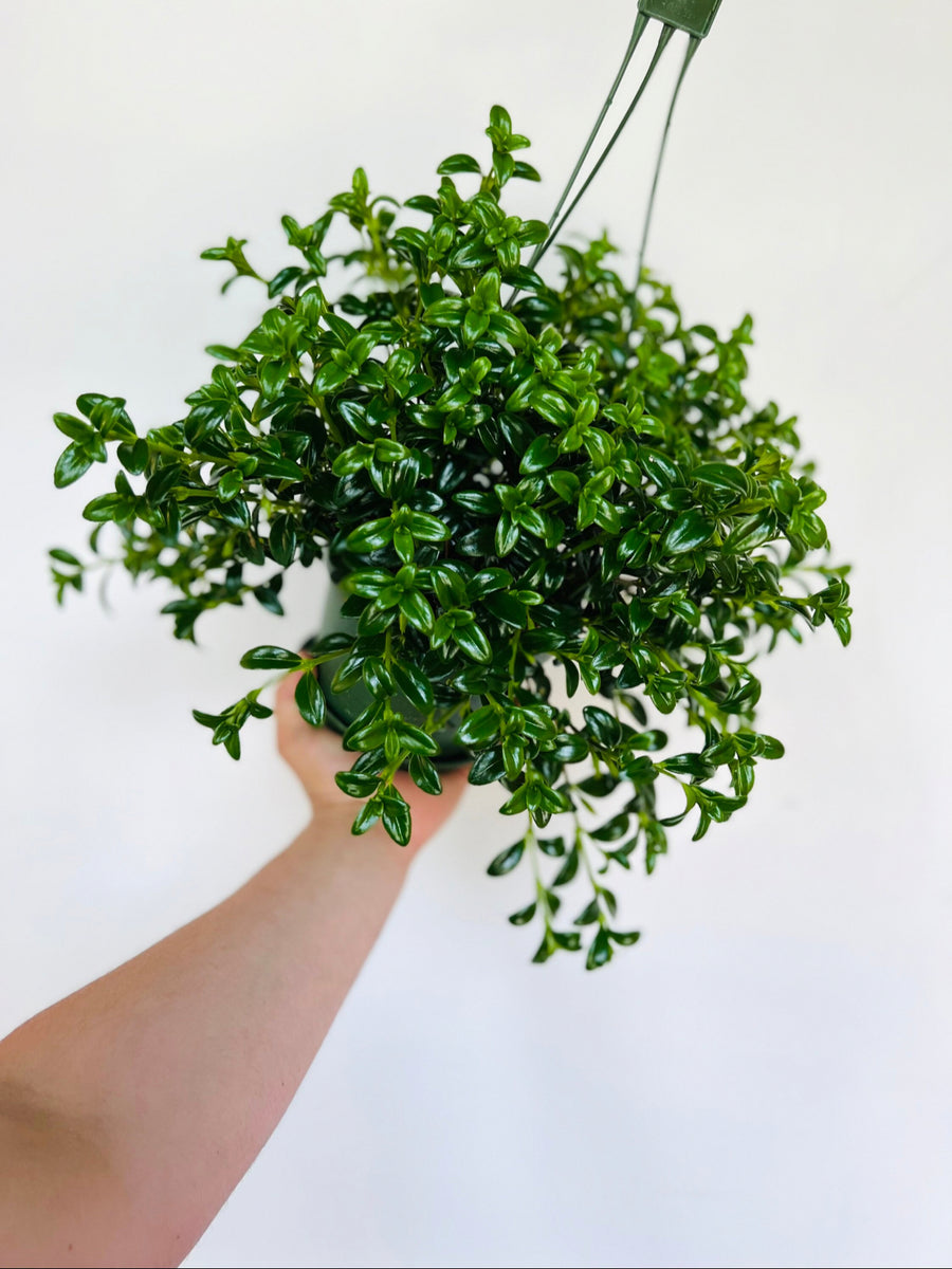 Goldfish Plant - Nemanthus 'Gregarious' - 6
