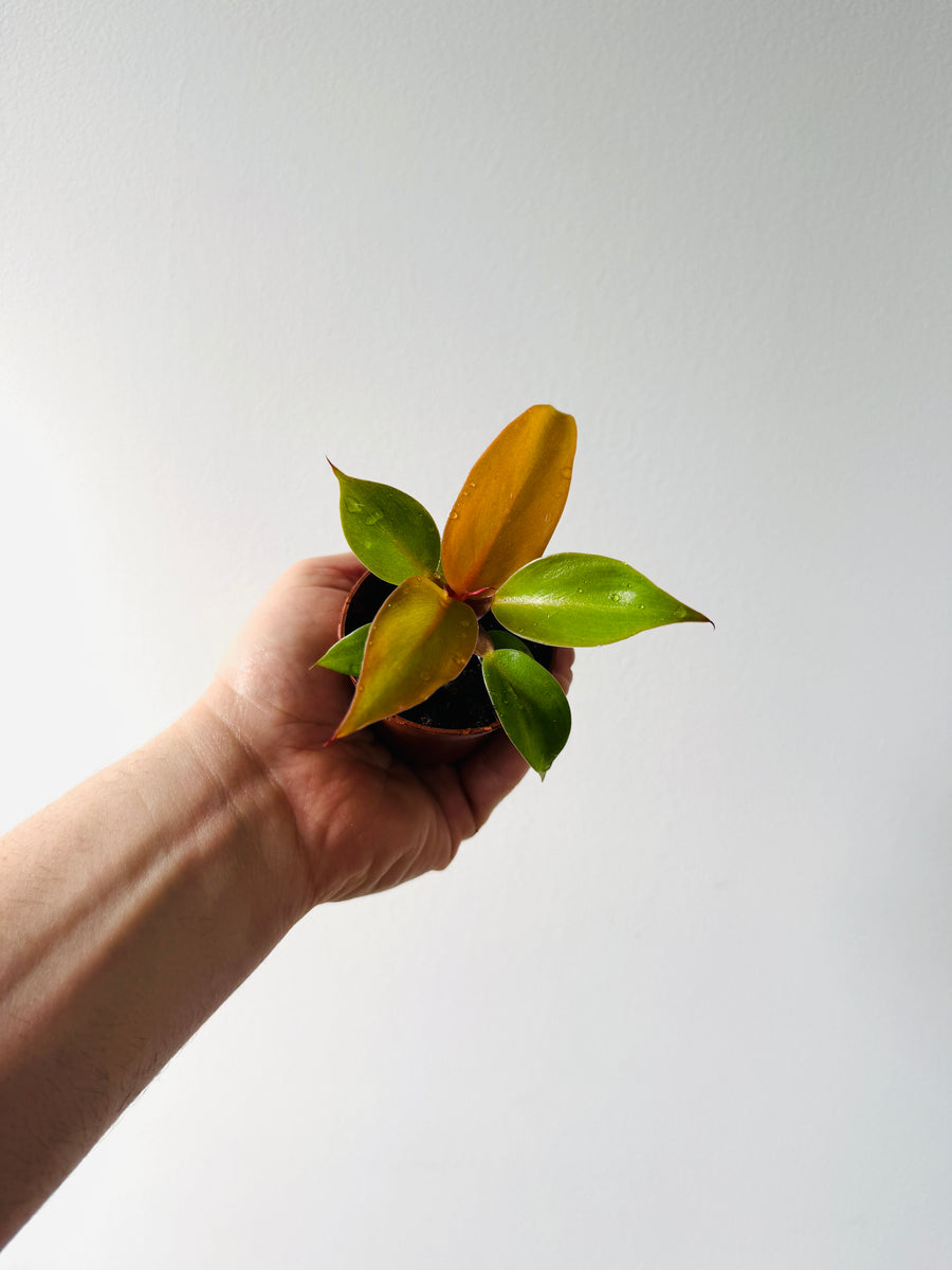 Philodendron Red Moon – Brumley & Bloom