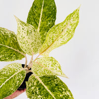 Aglaonema White Laksap - 4