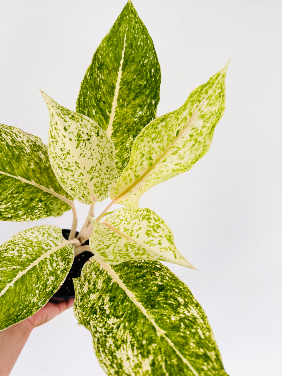 Aglaonema White Laksap - 4