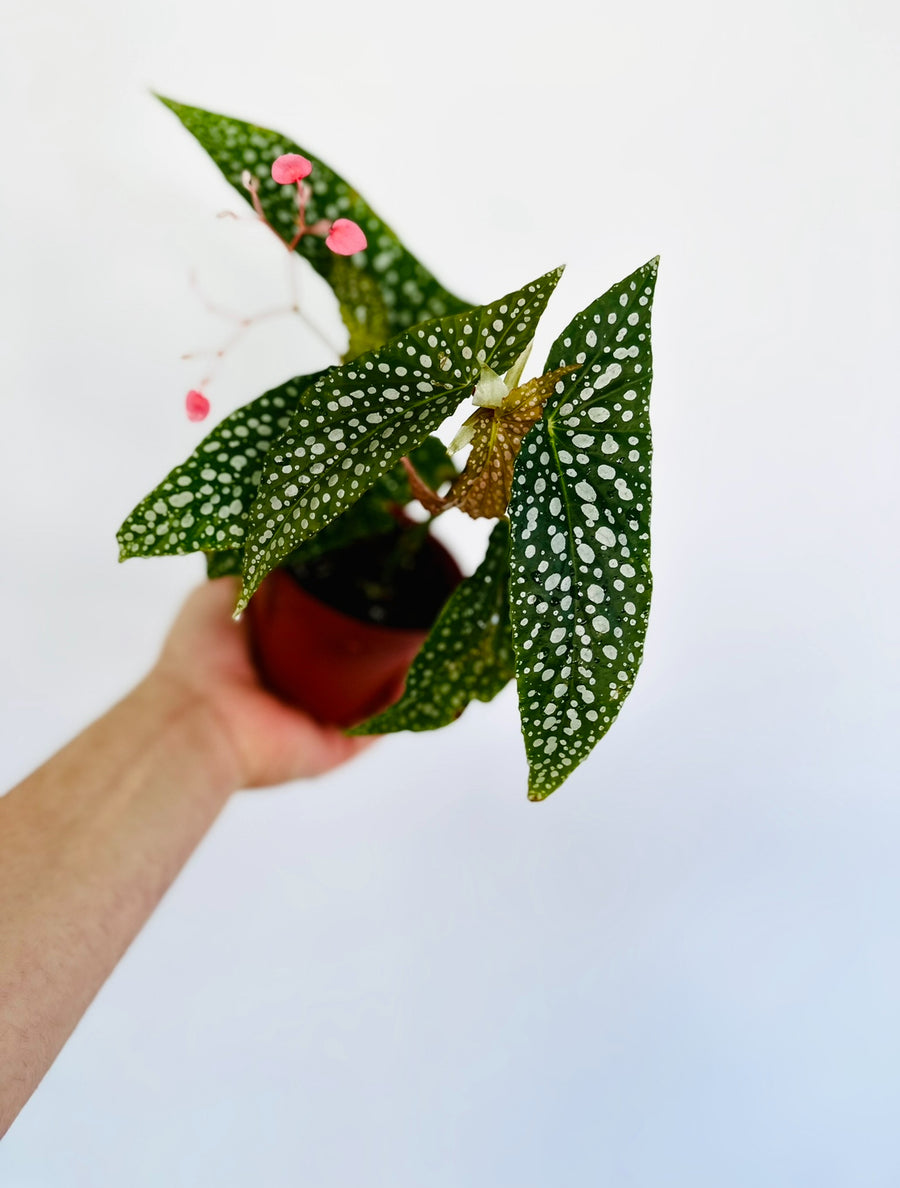 Begonia Maculata - Pink Flowers - 4