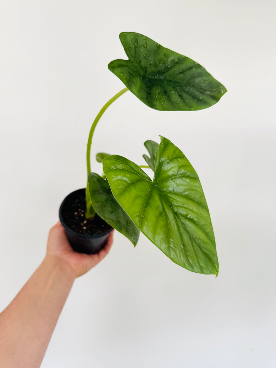 Alocasia Lukiwan - 4