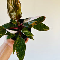 red anderson philodendron Philodendron Red Anderson - High Variegation